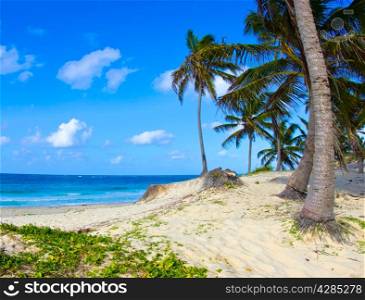 Tropical beach with sea wave on the sand and palm trees