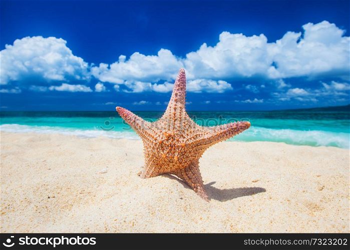 Tropical beach with starfish in white sand. Tropical beach with starfish
