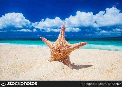Tropical beach with starfish in white sand. Tropical beach with starfish
