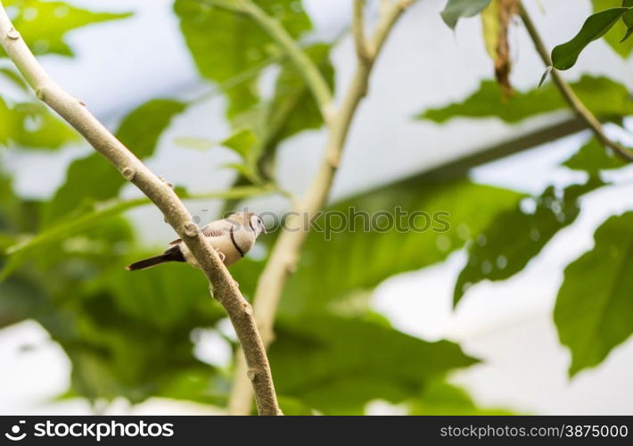 tropical bird black and white