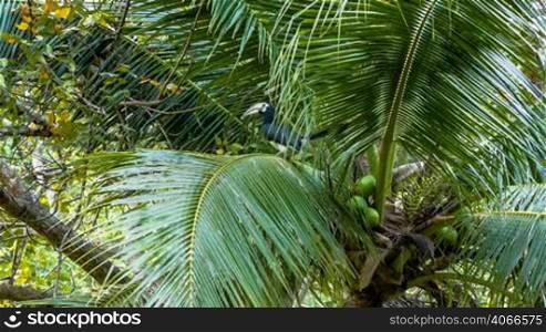 Tropical bird flying away from palm tree