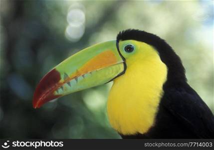 Tropical Birds in the town of Copan in Honduras in Central America,