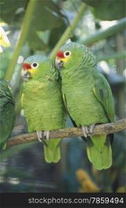 Tropical Birds in the town of Copan in Honduras in Central America,