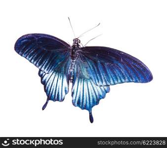 Tropical blue and black - butterfly isolated on white background. Tropical blue butterfly