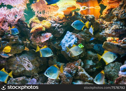 Tropical blue fish Acanthurus Leucosternon surgeonfish in aquarium as nature underwater sea life background