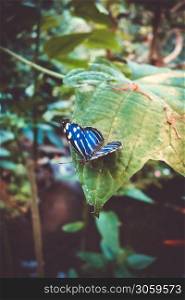 Tropical blue wing butterfly on a leaf in rainforest.. Blue tropical butterfly on a leaf
