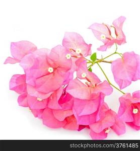 Tropical bougainvillea flower, isolated on a white background