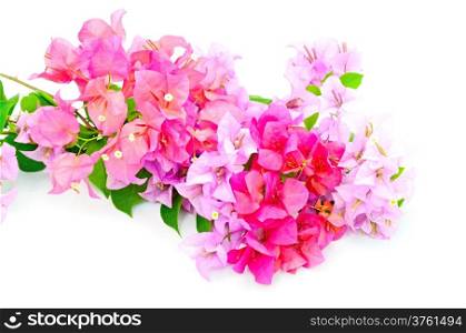 Tropical bougainvillea flower, isolated on a white background