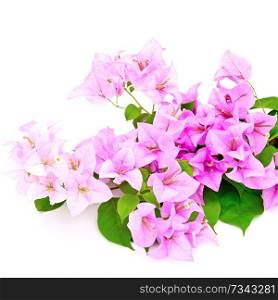 Tropical Bougainvillea flower, isolated on a white background