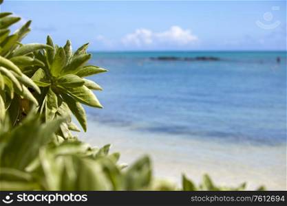 Tropical bush on the bank of the azure sea.