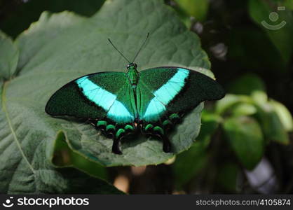 Tropical butterfly