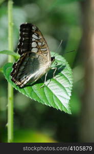 Tropical butterfly