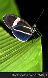 Tropical Butterfly, Tropical Rainforest, Napo River Basin, Amazonia, Ecuador, America