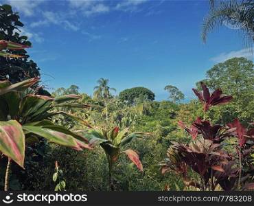 Tropical climate with jungle vegetation natural background. Mixt trees landscape, dense forest with vibrant and colorful leaves