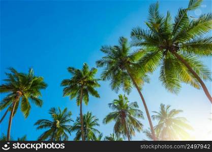 Tropical coconut palm trees at sunny day with blue sky
