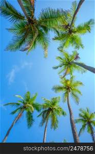 Tropical coconut palm trees frame border composition