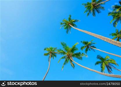 Tropical coconut palm trees hanging over blue sky background with copy space