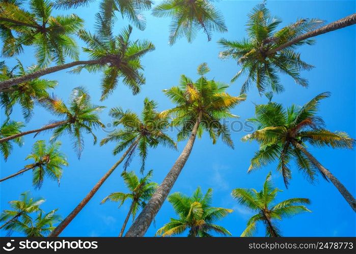 Tropical coconut palm trees lush crowns perspective view to the sky