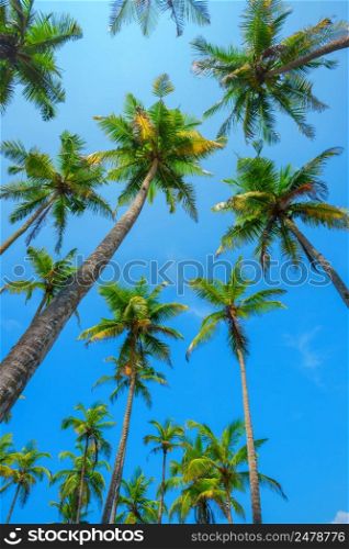 Tropical coconut palm trees lush green crowns perspective view