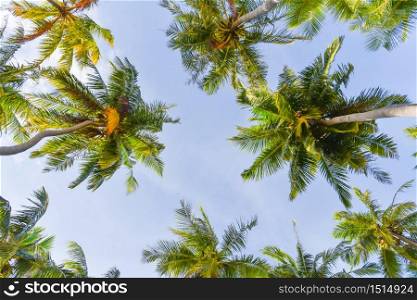 Tropical coconut palm trees on Maafushi island,Maldives