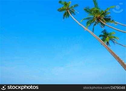 Tropical coconut palm trees over clear summer blue sky background with copy space