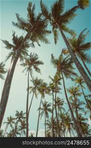 Tropical coconut palm trees over sky background vintage color toned