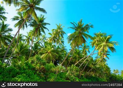 Tropical coconut palm tress on a sunny summer day
