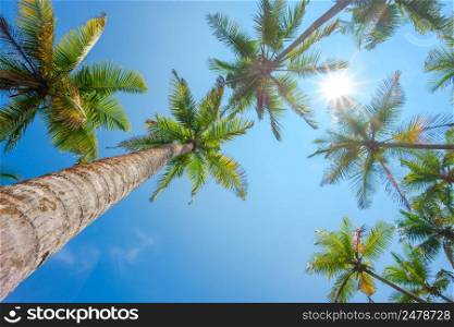 Tropical coconut palm tress with shining sun