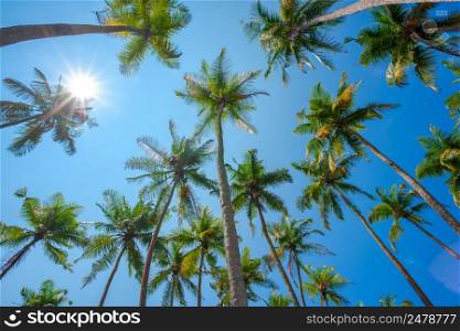 Tropical coconut palms over clear blue sky with shining sun