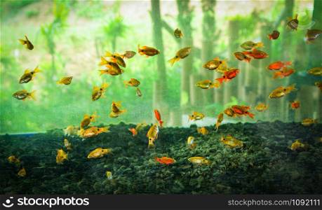Tropical colorful fish small goldfish in tank freshwater beautiful swimming in aquarium with green plants background