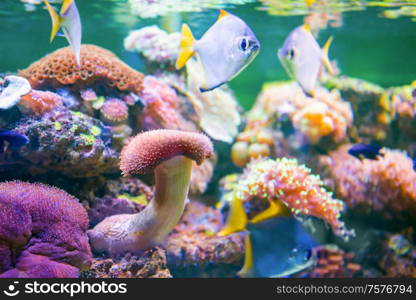 Tropical colorful fishes in aquarium as nature underwater sea life background