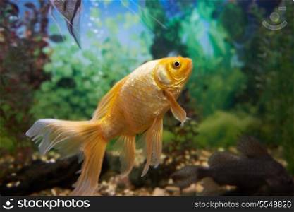 Tropical colorful fishes swimming in aquarium with plants