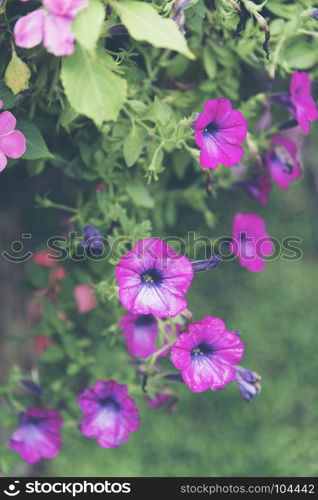 tropical colorful flower plant