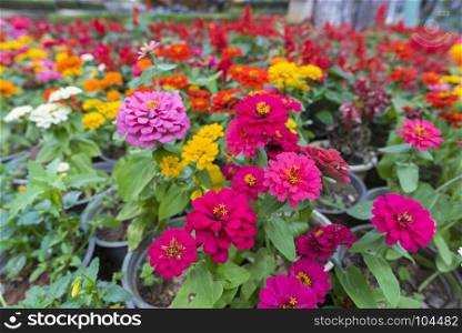 tropical colorful flower plant
