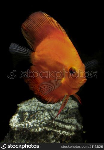 tropical discus fish