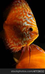 tropical discus fish