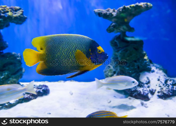 Tropical discus fish Symphysodon near coral reef as nature underwater sea life background