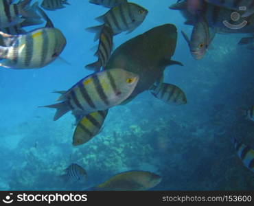 Tropical exotic fish abudefduf sexfaciatus moving over the reef underwater of Red sea