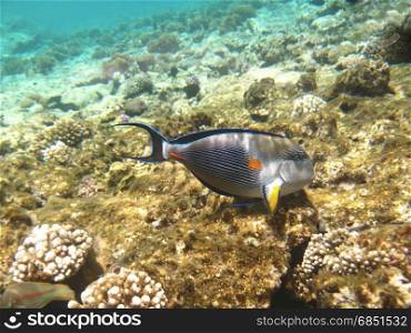 Tropical exotic fish acanthurus underwater in the water Red Sea