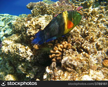 Tropical exotic fish in the Red sea. Cheilinus lunulatus