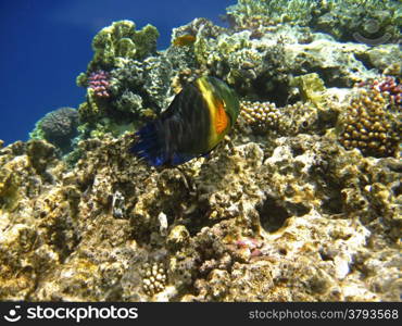 Tropical exotic fish in the Red sea. Cheilinus lunulatus