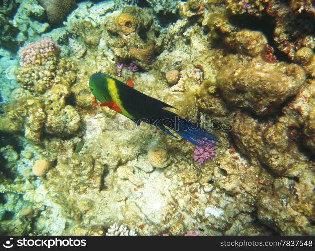 Tropical exotic fish in the Red sea. Cheilinus lunulatus