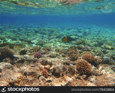 Tropical exotic fish in the Red sea. Cheilinus lunulatus