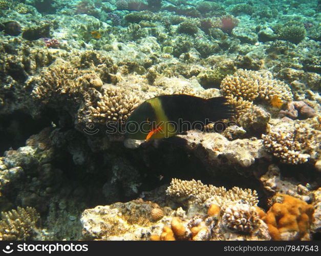 Tropical exotic fish in the Red sea. Cheilinus lunulatus