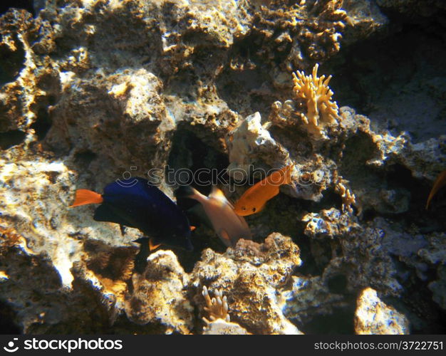 Tropical exotic fish in the Red sea. Zebrasoma xanthurum