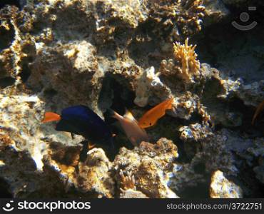 Tropical exotic fish in the Red sea. Zebrasoma xanthurum