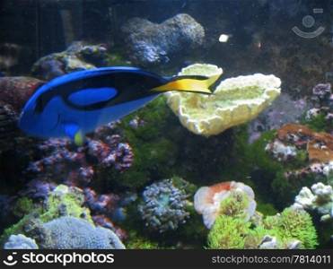 Tropical exotic fish underwater on the bottom