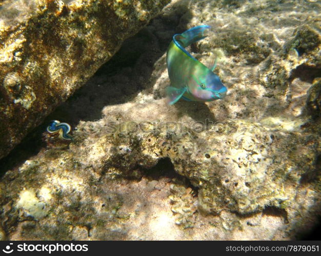 Tropical exotic fish underwater. The pseododax moluccanus