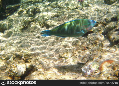 Tropical exotic fish underwater. The pseododax moluccanus