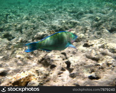 Tropical exotic fish underwater. The pseododax moluccanus